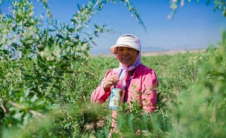 蚂蚁庄园每日问答:爱心捐赠平台10元种植希望树项目中的希望树是什么？