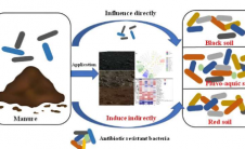 研究发现粪便控制可有效减少土壤抗生素耐药细菌