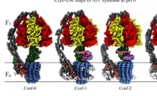 新研究检查酸性状态下的ATP合成酶以揭示该酶的功能