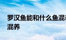 罗汉鱼能和什么鱼混养好 罗汉鱼能和什么鱼混养 