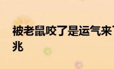 被老鼠咬了是运气来了 人被老鼠咬了什么预兆 