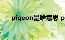 pigeon是啥意思 pigeon是什么意思 