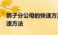 鸽子分公母的快速方法视频 鸽子分公母的快速方法 