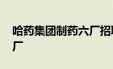 哈药集团制药六厂招聘信息 哈药集团制药六厂 