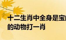 十二生肖中全身是宝的动物是什么 全身是宝的动物打一肖 