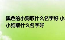 黑色的小狗取什么名字好 小黑狗取什么名字比较好 黑色的小狗取什么名字好 