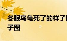 冬眠乌龟死了的样子图片 冬眠乌龟死了的样子图 