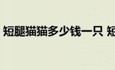 短腿猫猫多少钱一只 短腿猫价格多少钱一只 