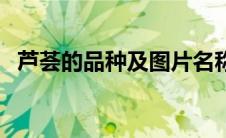 芦荟的品种及图片名称 芦荟的品种及图片 