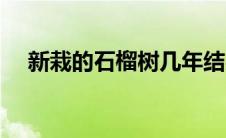 新栽的石榴树几年结果 石榴树几年结果 