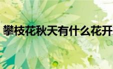 攀枝花秋天有什么花开放 夏天有什么花开放 