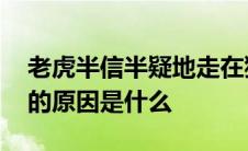 老虎半信半疑地走在狐狸身后 老虎半信半疑的原因是什么 