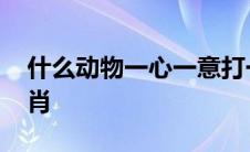 什么动物一心一意打一生肖 一心一意打一生肖 