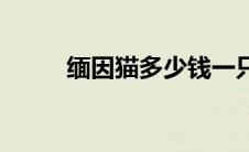 缅因猫多少钱一只 猫多少钱一只 