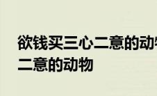 欲钱买三心二意的动物什么生肖 欲钱买三心二意的动物 