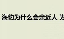 海豹为什么会亲近人 为什么海豹喜欢靠近人 