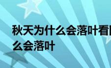 秋天为什么会落叶看图写话二年级 秋天为什么会落叶 