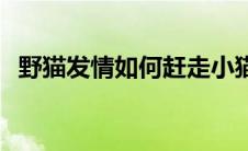 野猫发情如何赶走小猫 野猫发情如何赶走 