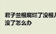 君子兰根腐烂了没根儿了怎么办? 君子兰根烂没了怎么办 