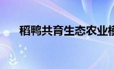 稻鸭共育生态农业模式 生态农业模式 