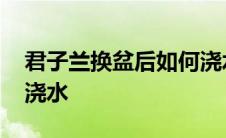 君子兰换盆后如何浇水呢 君子兰换盆后如何浇水 