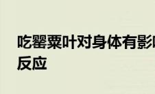 吃罂粟叶对身体有影响吗 吃罂粟叶子有什么反应 