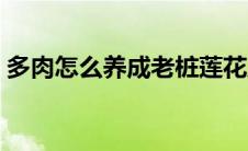 多肉怎么养成老桩莲花座 多肉怎么养成老桩 