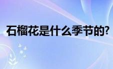 石榴花是什么季节的? 石榴花是阳历几月份 