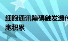 细胞通讯障碍触发遗传性肌肉疾病中的脂肪细胞积累